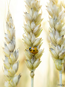 10th Jul 2023 - Lady Bug in the Wheat field
