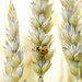 Lady Bug in the Wheat field by fayefaye