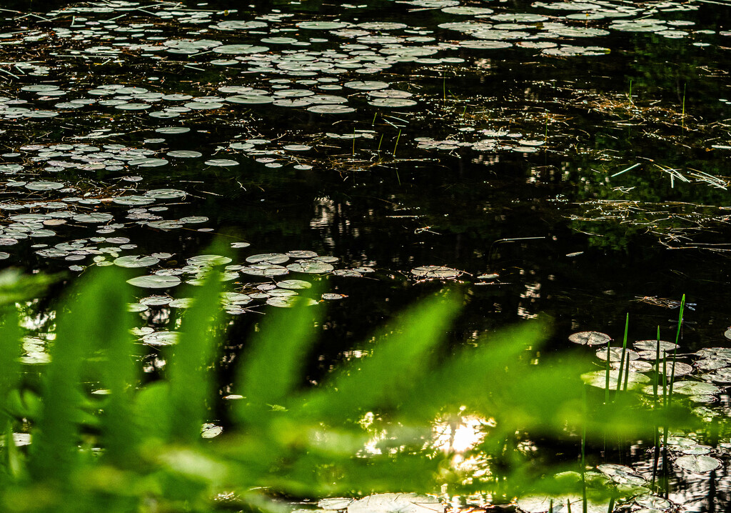 lily pads by darchibald