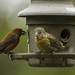 Crossbill Baby and Parent  by jgpittenger