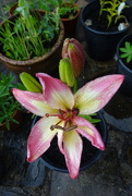 10th Jul 2023 - new lily