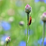 10th Jul 2023 - Interesting little creature in my new wildflower area today