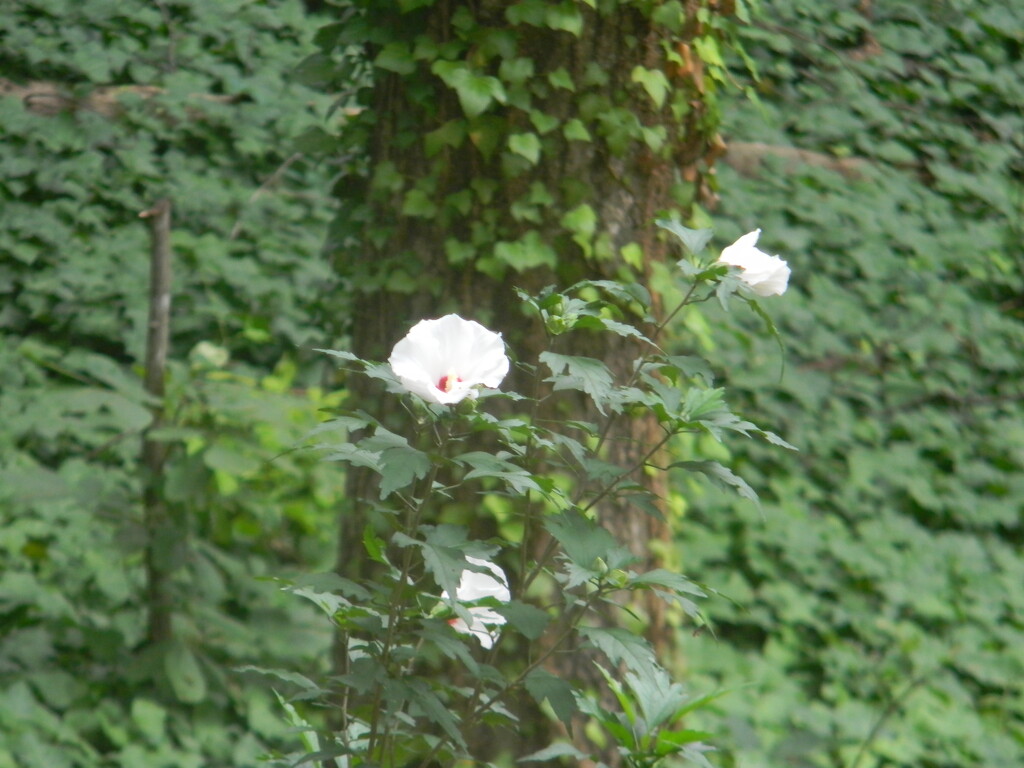 White Flowers Down Trail by sfeldphotos