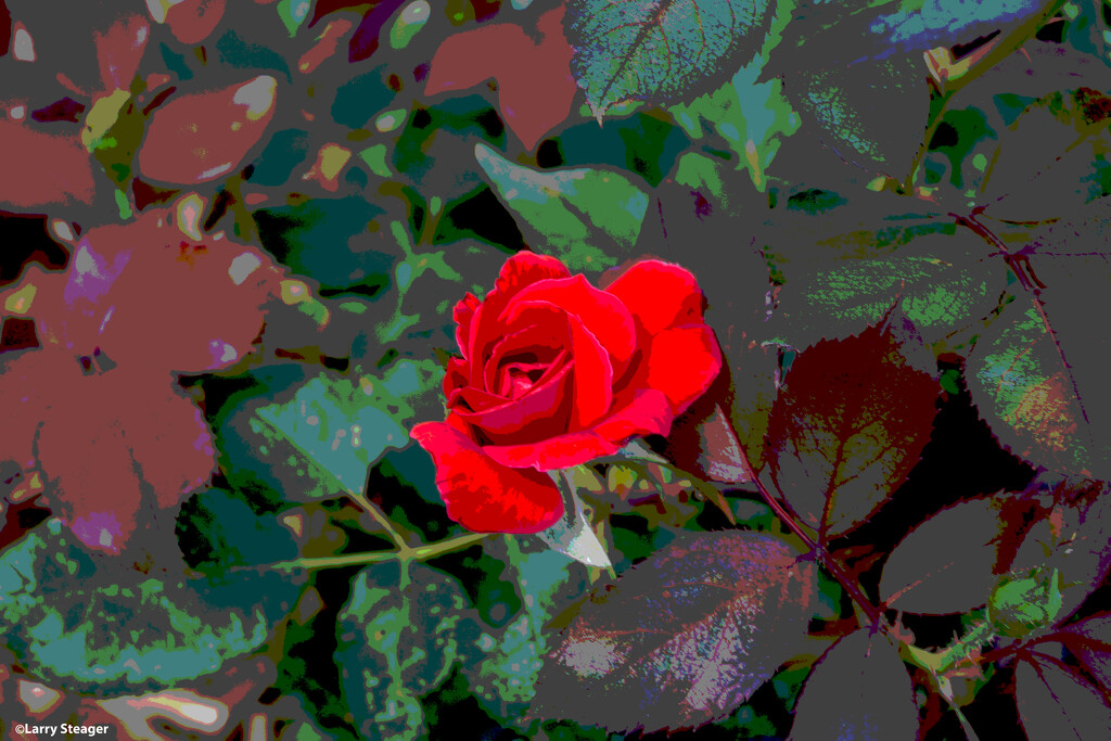 Rose artistic by larrysphotos
