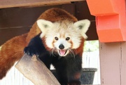 11th Jul 2023 - Little Red Panda