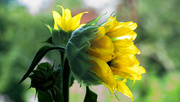10th Jul 2023 - Still life of sunflowers