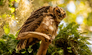 10th Jul 2023 - The Great Horned Owl, Somewhat Fluffed Up!