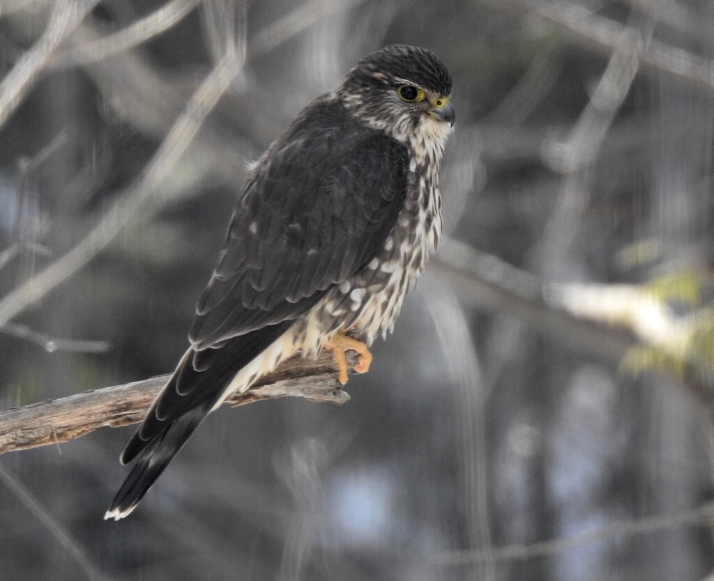 Merlin by sunnygreenwood