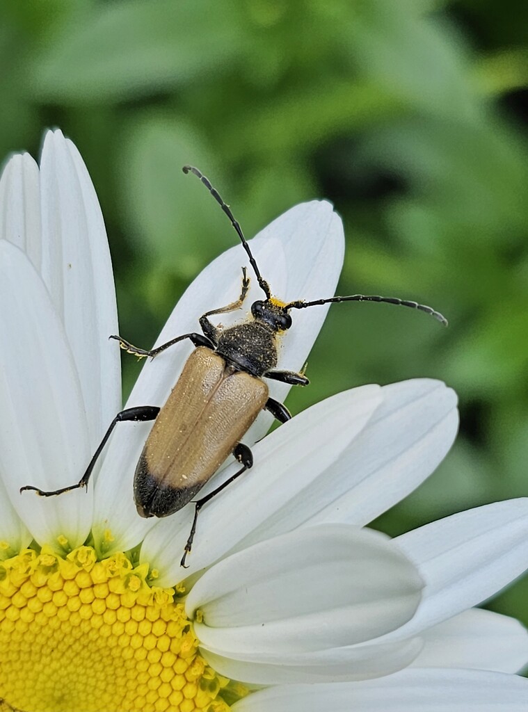 Beetle buddy by edorreandresen