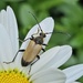 Beetle buddy by edorreandresen