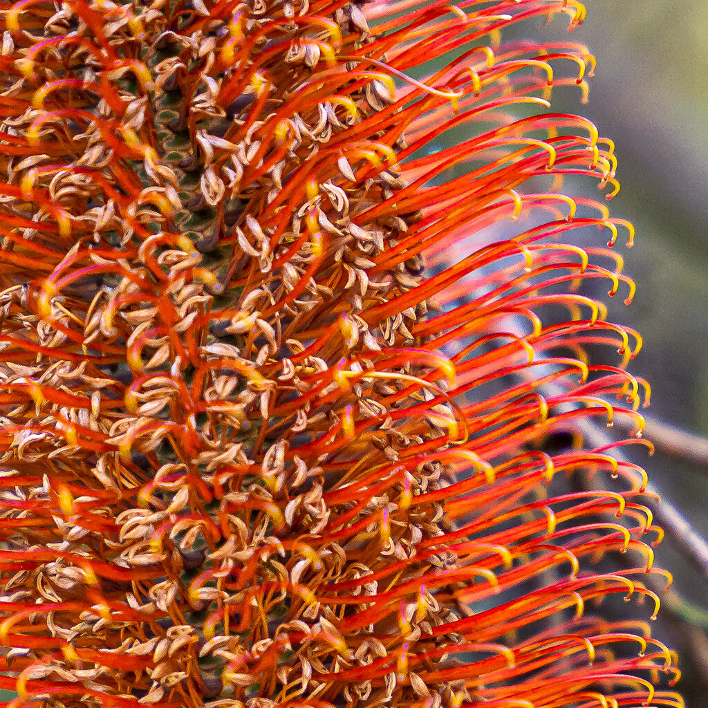 Banksia by pusspup