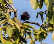 10th Jun 2023 - Blackbird in the walnut tree