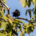 Blackbird in the walnut tree by keeptrying