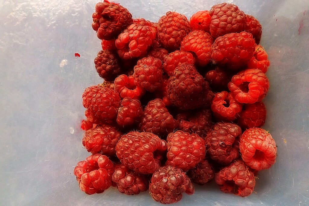 Raspberry Red by ajisaac