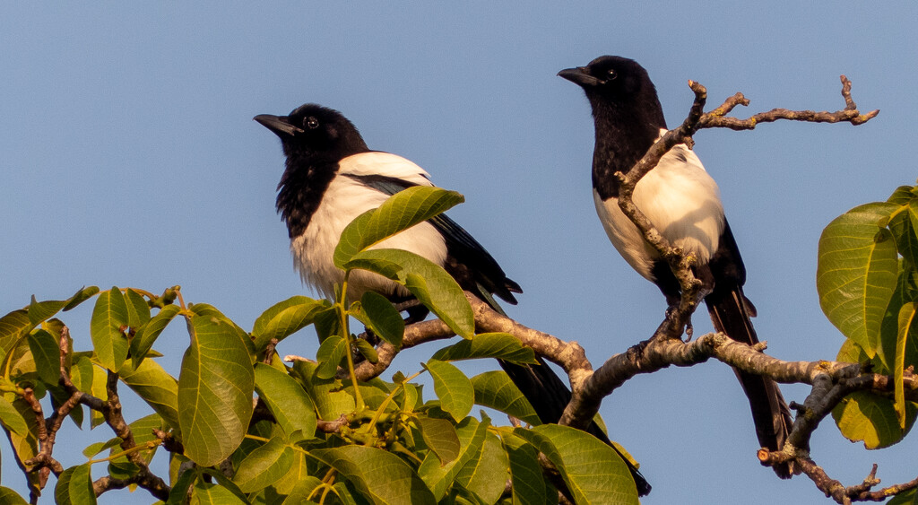 One for sorrow, two for joy. by keeptrying