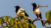 13th Jun 2023 - One for sorrow, two for joy.