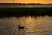 12th Jul 2023 - Duck enjoying the sunset 