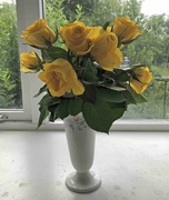 11th Jul 2023 - Yellow Roses