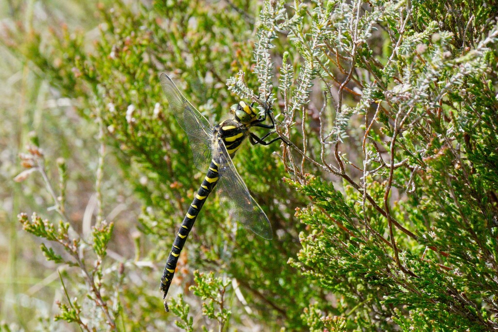 GOLDEN - RINGED DRAGONFLY by markp