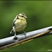 I love these little birds by rosiekind