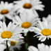 Daisies by mittens