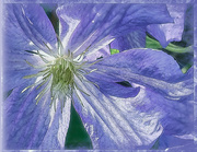 11th Jul 2023 - Windblown  Perle D'Azur Clematis