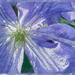 Windblown  Perle D'Azur Clematis by gardencat