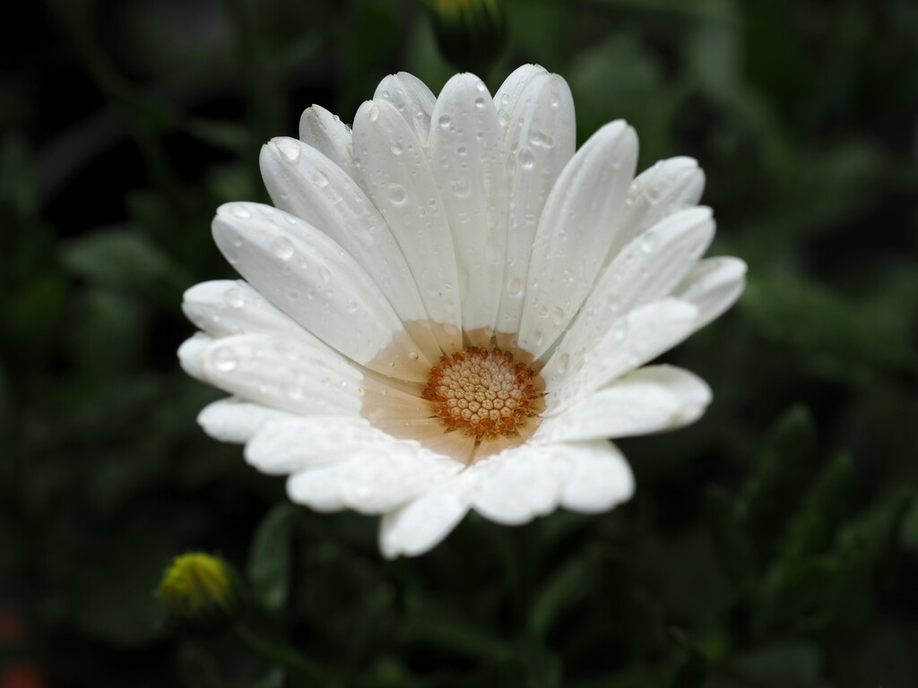White African daisy cup of rain water by monikozi