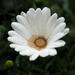 White African daisy cup of rain water by monikozi