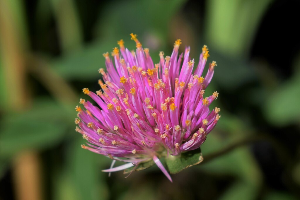 Jul 10 gomphrena fireworks by sandlily