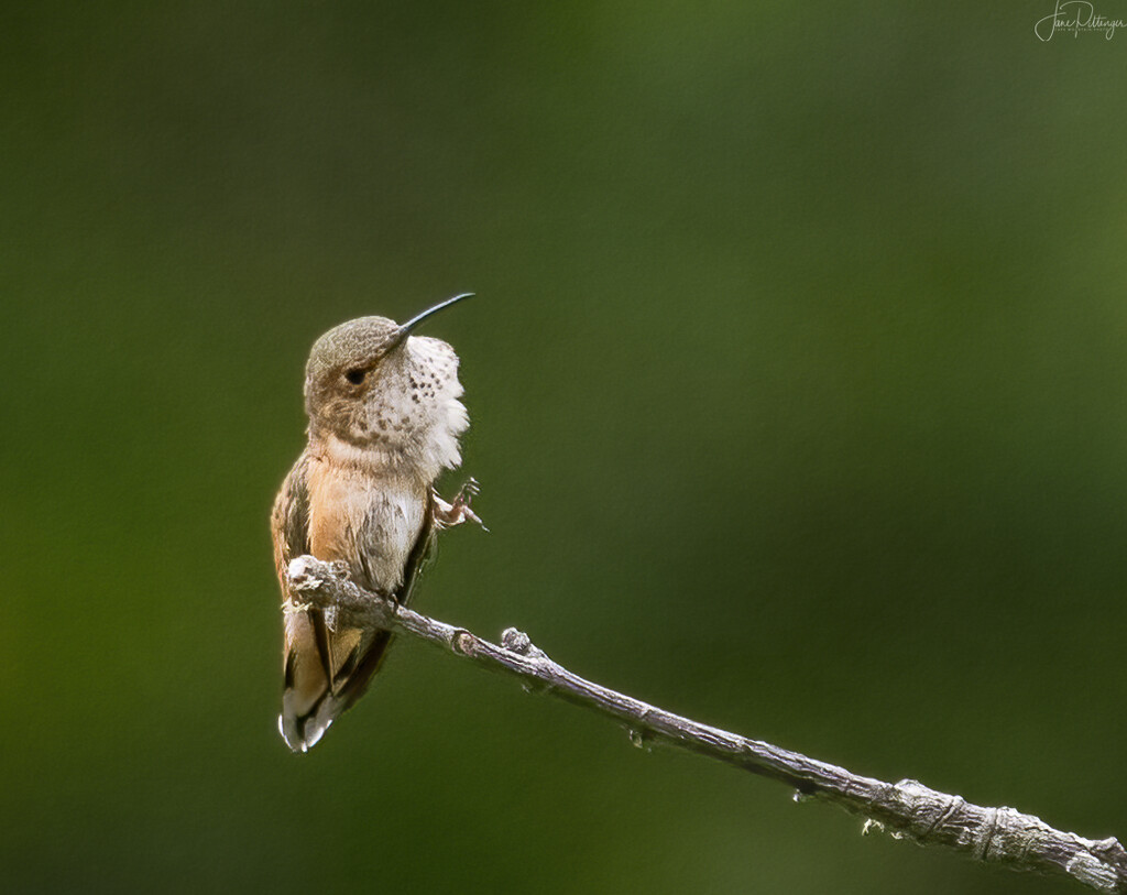 Rufous Scratching  by jgpittenger