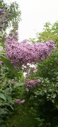 11th Jul 2023 - Buddleia is out