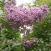Buddleia is out by 365projectorgjoworboys