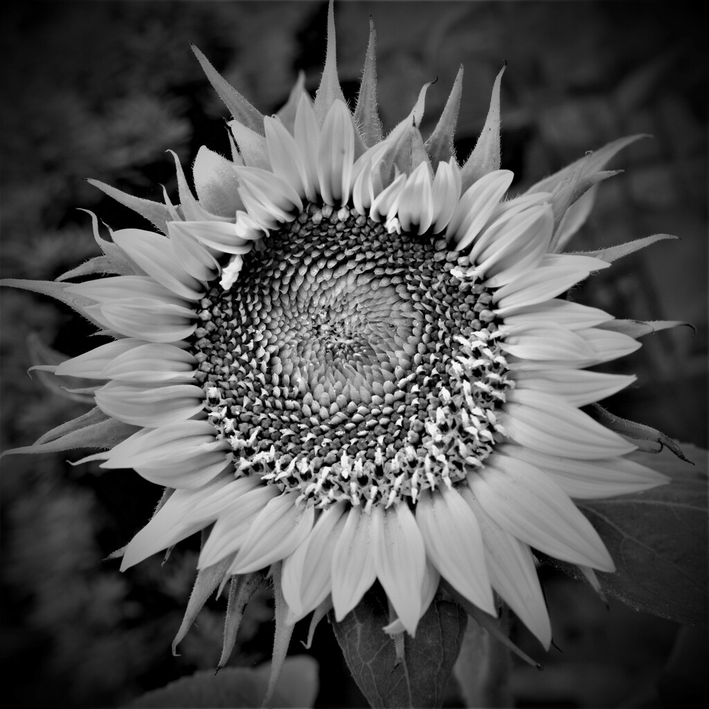My one sunflower by anitaw