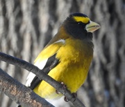 8th Jan 2019 - Mr Evening Grosbeak