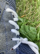11th Jul 2023 - L Is for Laces