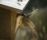 12th Jul 2023 - Swallow Feeding Last Baby in the Nest 