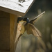 Swallow Feeding Last Baby in the Nest  by jgpittenger