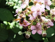 11th Jul 2023 - Busy bee!