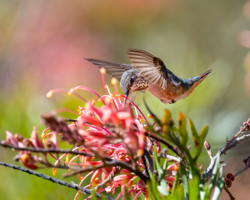 Allen's Hummingbird by nicoleweg