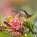 Allen's Hummingbird by nicoleweg