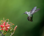 9th Jul 2023 - Anna's Hummingbird