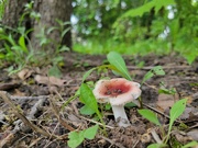 8th Jul 2023 - Tiny Pink Fungus Among Us