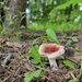 Tiny Pink Fungus Among Us by luvmynynix