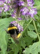 11th Jul 2023 - Busy Bee