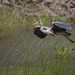 Heron in flight….. by billdavidson