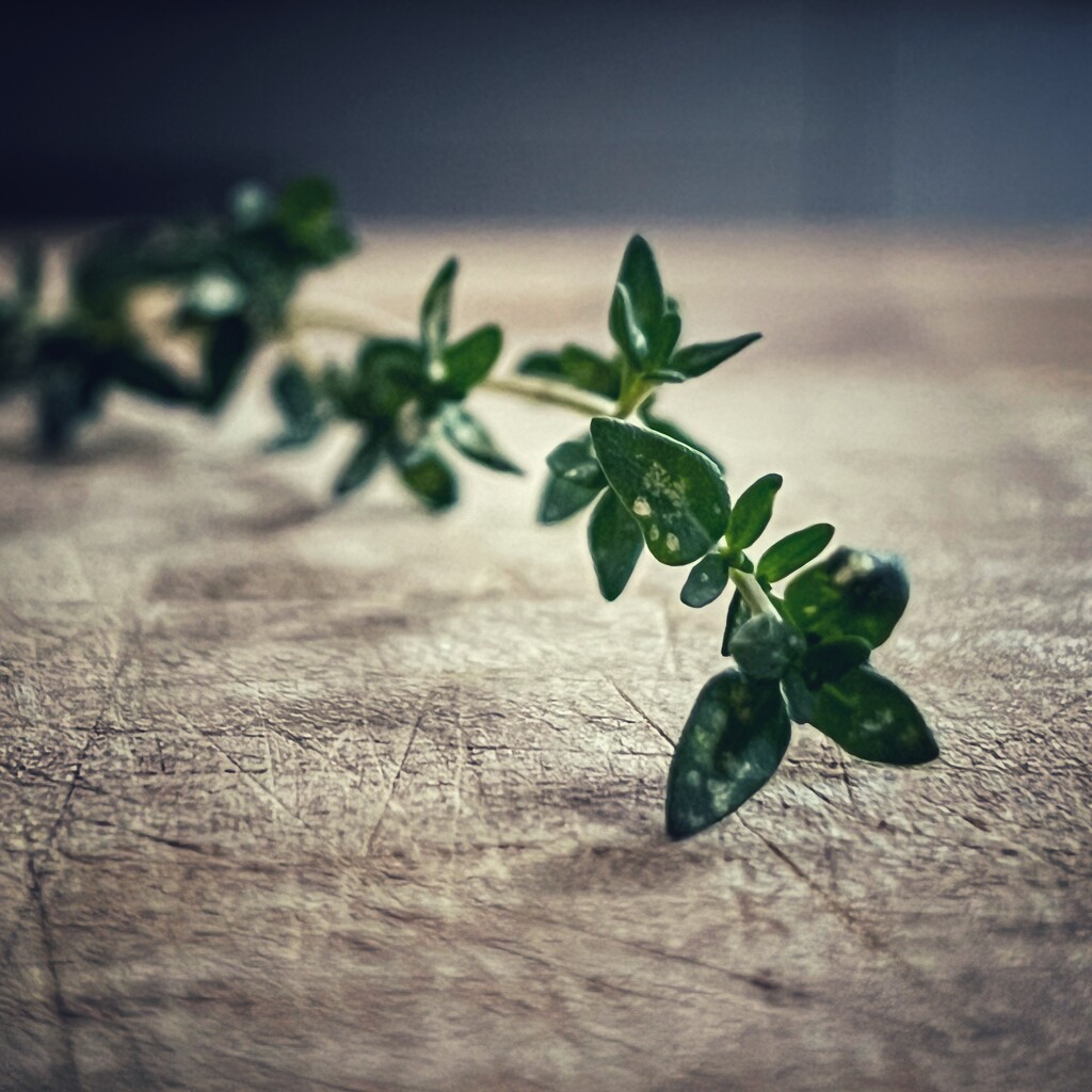 Thyme…Waits for No one  by gaillambert