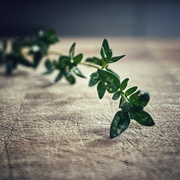 11th Jul 2023 - Thyme…Waits for No one 