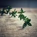 Thyme…Waits for No one  by gaillambert