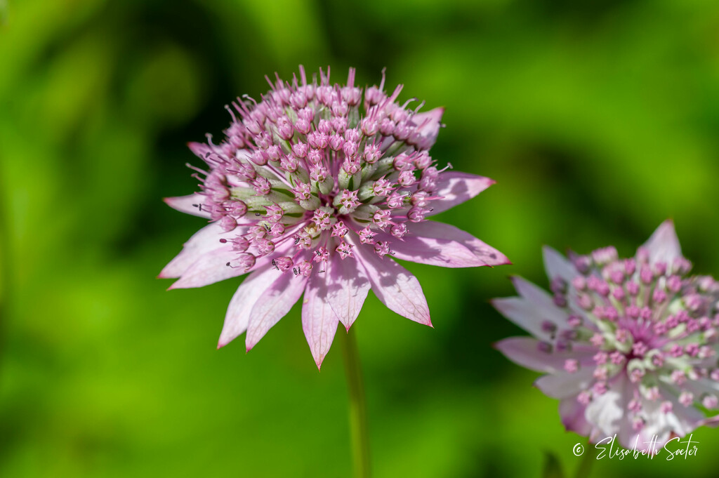 Pink flower by elisasaeter